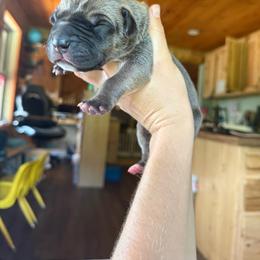 Light blue collar - Fawn male Great Dane puppy in Corsica, Pennsylvania from Ferguson Family Danes LLC