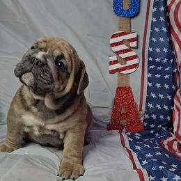 "Carnage x Paczki Summer 2023 litter" Bulldog Puppies from Illinois Bullies Kennel