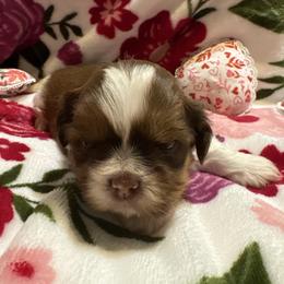 Easy - Chocolate and tan male Shih Tzu puppy in Temple, Pennsylvania from Kathy Diego's Shih Tzus