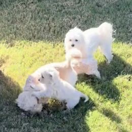 Maltipoos from Adorable Maltipoo Puppies