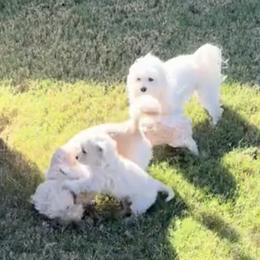 Maltipoos from Adorable Maltipoo Puppies