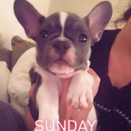 Lulu - Brindle and white female French Bulldog puppy in Winter Haven, Florida from Frenchie Wednesdays