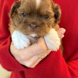 Coco - Liver and white female Shih Tzu puppy in Gig Harbor, Washington from Shih Tzu snuggles