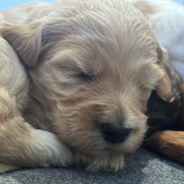 Red Collar - Apricot male Goldendoodle puppy in Stockton, California from Port City Doodles
