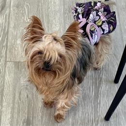 PINKY - Yorkshire Terrier