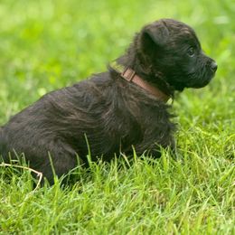 Juan - Brindle male Cairn Terrier puppy in Lipan, Texas from Flyin G Cairns