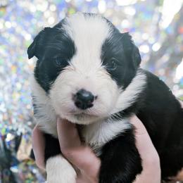 Kiss - Black and white female Border Collie puppy in Raccoon, Kentucky from Skyline Border Collies