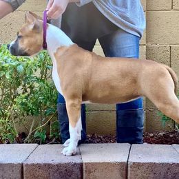 American Staffordshire Terrier Puppies from Liberty Am Staffs