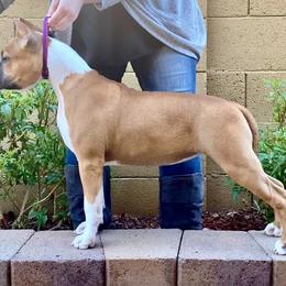 American Staffordshire Terrier Puppies from Liberty Am Staffs