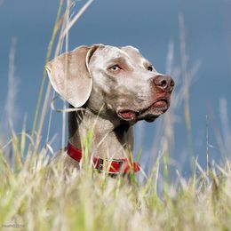 Weimaraner All Grown Up from Timberdoodle Weimaraners