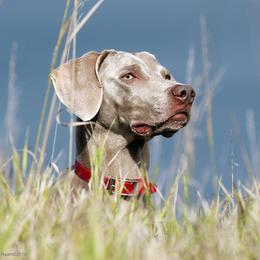 Weimaraner All Grown Up from Timberdoodle Weimaraners