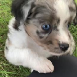 Miniature Australian Shepherd and Toy Australian Shepherd Puppies from Pawesome Lil Aussies