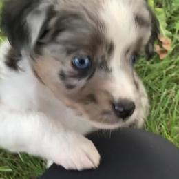 Miniature Australian Shepherd and Toy Australian Shepherd Puppies from Pawesome Lil Aussies