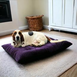 Noodle - Basset Hound