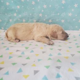 Diana - Cream female Poodle puppy in Cleburne, Texas from Lone Star Standard Poodles LLC
