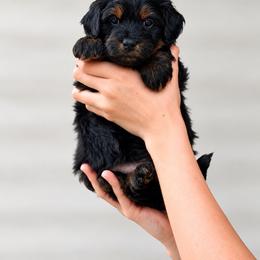Ron - Harry Potter Litter - Phantom male Bernedoodle puppy in Charleston, South Carolina from Palm Belle Doodles