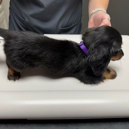 Minnie Mouse AKC - Black and tan female Dachshund puppy in Magnolia, Texas from J&R Macias Dachshunds