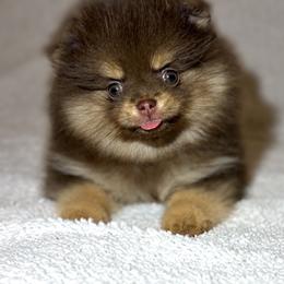 Pomeranian Puppies from Summer Set Poms