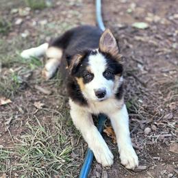 Girl 6 - Black tri-color female Australian Shepherd puppy in Keyser, West Virginia from Heartfelt Hollow Farm