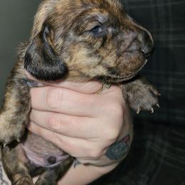 Dachshund puppies from Mini Love Bugs