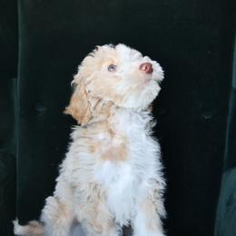 Carlisle - Cream male Aussiedoodle puppy in Millville, California from Hope Lane Kennels