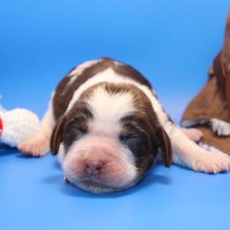 Spirit - Tri-Roan female English Springer Spaniel puppy in Eastman, Georgia from Mossy Creek Springers
