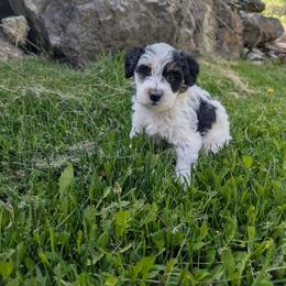 Blue Boy, Phantom Parti - Black male Whoodle puppy in Kalispell, Montana from Countryman Whoodles