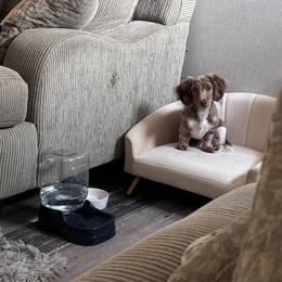 Dachshund All Grown Up from Nicholes Doxies