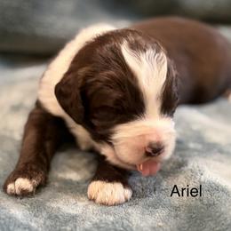 Ariel - Brown and white female Aussiedoodle puppy in Mountain Home, Arkansas from White River Doodles