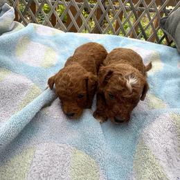 Rudy - Red male Cavapoo puppy in Broken Arrow, Oklahoma from Christina Kolovos