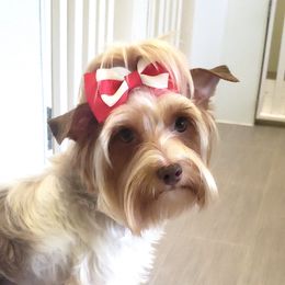 Maggie - Yorkshire Terrier