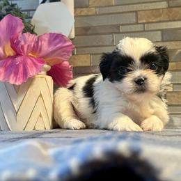 Julie - Black and white female Shih Tzu puppy in Zephyrhills, Florida from Mary’s Shih Tzus