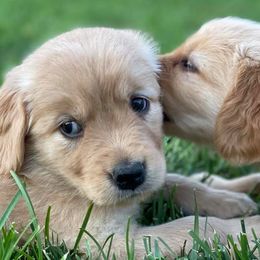 Golden Retrievers from West Mountain Golden Retrievers