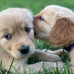 Golden Retrievers from West Mountain Golden Retrievers