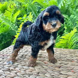 Crosley - Phantom male Bernedoodle puppy in Thornville, Ohio from Four Front Doodles & Friends