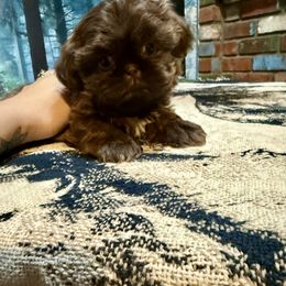 Mocha - Chocolate female Shih Tzu puppy in Running Springs, California from Amanda's Shih Tzus
