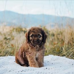Green collar - Sable male Cockapoo puppy in Missoula, Montana from Big Sky Cockapoos