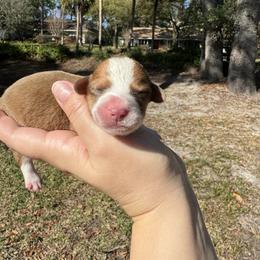 Roy - Sable and white male Cardigan Welsh Corgi puppy in Wekiwa Springs, Florida from It is Corgiland