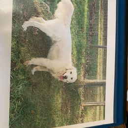 Golden Retriever Puppies from Able Creek Kennels