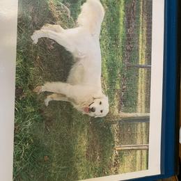 Golden Retriever Puppies from Able Creek Kennels
