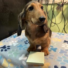 Tanner - Red male Dachshund puppy in Hebron, Indiana from MCS Dachshunds