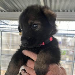Pink - Sable female German Shepherd puppy in San Antonio, Texas from Grendelhaus Shepherds