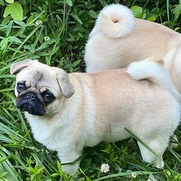 Pugs from Pawsitively Pugs