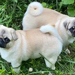 Pugs from Pawsitively Pugs