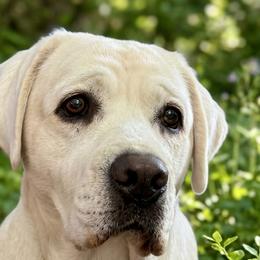 Remi - Labrador Retriever