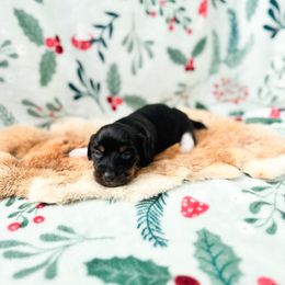 Magnolia - Black and tan female Dachshund puppy in Salters, South Carolina from Long-Pine Dachshund