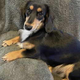 Gypsy - Dachshund