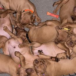 Vizslas from Cherry Hill Farms