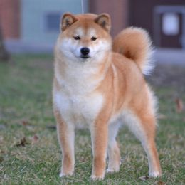Lotie - Shiba Inu