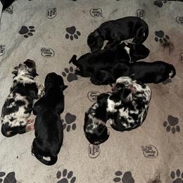 Blue Merle male - Blue merle male Australian Shepherd puppy in Asheboro, North Carolina from Stellar Aussies